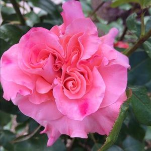 Meet your Posher, Carmen